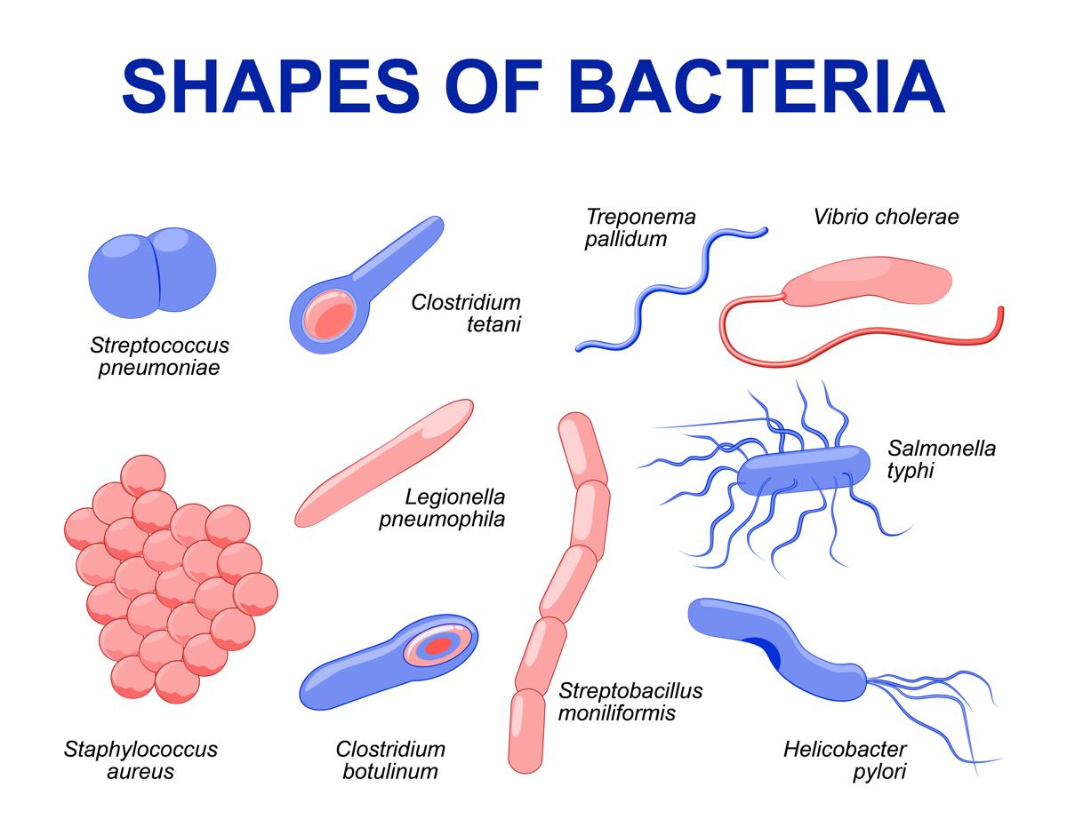 https://dewanmedis.com/wp-content/uploads/2020/11/1200-94798069-shapes-of-bacteria.jpg