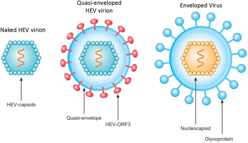 Struktur Virus Hepatitis E.