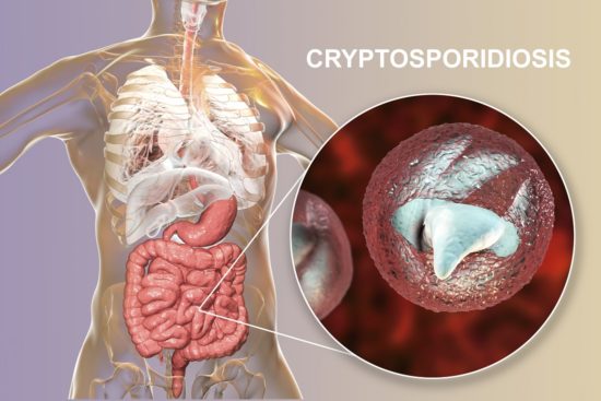 Infeksi Cryptosporidium: gejala dan pengobatan